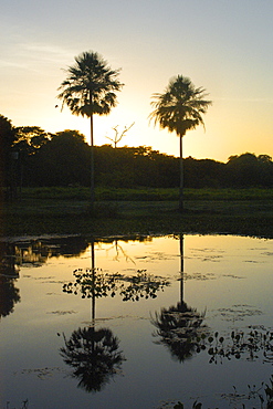 Sunset at southern Pantanal, Mato Grosso do Sul, Brazil, South America