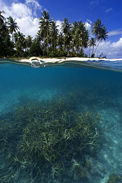 Split image of staghorn coral (Acropora sp.) and island, Truk lagoon, Chuuk, Federated States of Micronesia, Caroline Islands, Micronesia, Pacific Ocean, Pacific