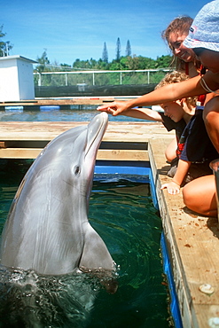 Trainer shows mother and son how to interact with Bottlenose dolphin (Tursiops truncatus), Oahu, Hawaii, United States of America, Pacific