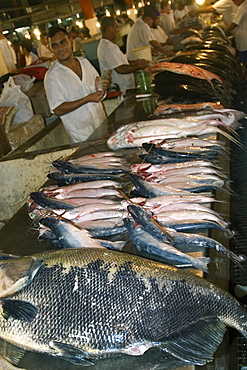 Freshwater fish including black tambaqui (Colossoma macropomum) for sale at riverside fish market, Manaus, Amazonas, Brazil, South America