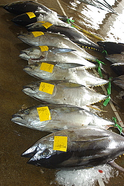 Yellowfin tuna (Thunnus albacares), Suao fish market, Taiwan, Asia