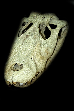 Alligator skull, Manaus, Amazonas, Brazil, South America