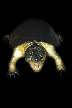 Big headed Amazon river turtle (Podocnemis dumeriliana), preserved species, Manaus, Amazonas, Brazil, South America