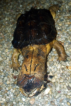 Matamata (Chelys fimbriata), preserved specimen, Manaus, Amazonas, Brazil, South America