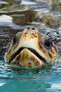 Head detail of green sea turtle (Chelonia mydas) while breathing, endangered species, photo taken in captivity at Tamar Project in Regencia, southeast Brazil, South America