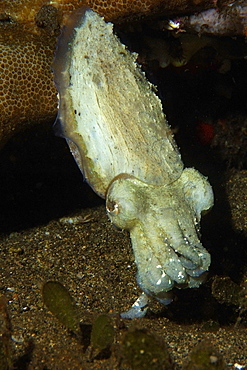 Broadclub cuttlefish (Sepia latimanus) at night, Dumaguete, Negros Island, Philippines, Southeast Asia, Asia