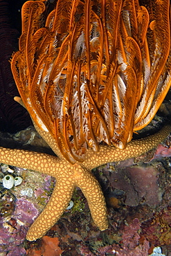 Sea star (Nardoa novaecaledoniae) and feather star (Comanthina nobilis) at night, Puerto Galera, Mindoro, Philippines, Southeast Asia, Asia