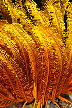 Feather star, possibly Oxycomanthus bennetti, West Escarceo, Puerto Galera, Mindoro, Philippines, Southeast Asia, Asia