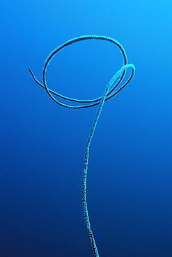 Whip coral (Junceella fragilis), Monad shoal, Malapascua, Cebu, Philippines, Southeasat Asia, Asia