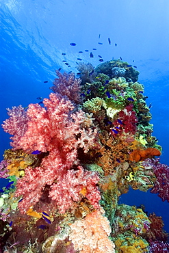 Mast encrusted with soft coral (Dendronephthya sp.), Shinkoku Maru, Truk lagoon, Chuuk, Federated States of Micronesia, Caroline Islands, Micronesia, Pacific Ocean, Pacific