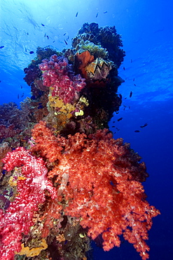 Mast encrusted with soft coral (Dendronephthya sp.), Shinkoku Maru, Truk lagoon, Chuuk, Federated States of Micronesia, Caroline Islands, Micronesia, Pacific Ocean, Pacific