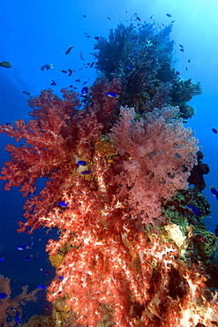 Mast encrusted with soft coral (Dendronephthya sp.), Shinkoku Maru, Truk lagoon, Chuuk, Federated States of Micronesia, Caroline Islands, Micronesia, Pacific Ocean, Pacific