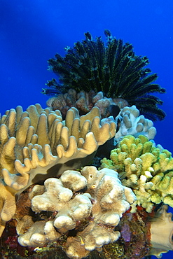 Corals and crinoid, Namu atoll, Marshall Islands, Pacific