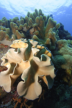 Leather coral (Sarcophyton sp.),  Apo Island marine reserve, Philippines, Visayan sea, Southeast  Asia, Asia
