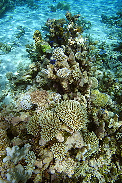 Shallow coral reef on sandy bottom, mainly Acropora spp. and Pocillopora spp., Namu atoll, Marshall Islands, Pacific
