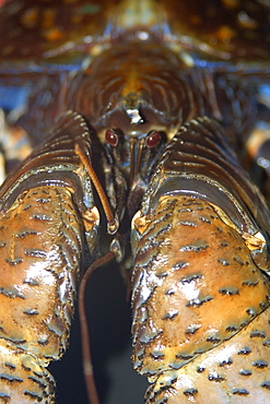 Coconut crab (Birgus latro), Rongelap, Marshall Islands, Micronesia, Pacific