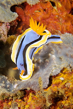 Nudibranch (Chromodoris annae), Sinandigan wall, Puerto Galera, Mindoro, Philippines, Southeast Asia, Asia