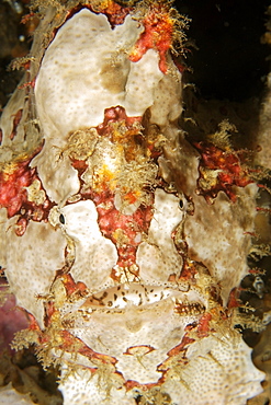 Giant frogfish (Antennarius commersoni), head detail, Puerto Galera, Mindoro, Philippines, Southeast Asia, Asia