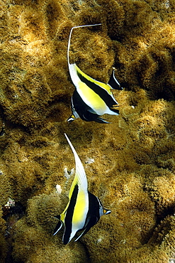 Pair of moorish idols (Zanclus cornutus) swimming over coral (Rhodactis howsii), Namu atoll, Marshall Islands, Pacific