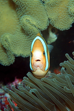 Anemonefish (Amphiprion sp.) defending nest, Mili, Marshall Islands, Pacific