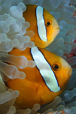 Pair of endemic three-banded anemonefish (Amphiprion tricinctus) and bulb anemone (Entacmaea quadricolor), Namu atoll, Marshall Islands, Pacific