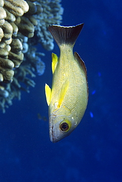 Blacktail snapper (Lutjanus fulvus), Rongelap, Marshall Islands, Micronesia, Pacific