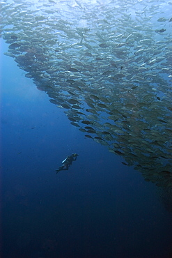 Videographer films massive school of Bigeye jacks (Caranx sexfasciatus), Blue Corner, Palau, Caroline Islands, Micronesia, Pacific Ocean, Pacific