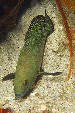 Unidentified grouper (Epinephelus sp.) at night, West Escarceo, Puerto Galera, Mindoro, Philippines, Southeast Asia, Asia