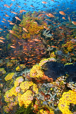 Reef wall covered with orange cup coral (Tubastrea faulkneri), Verde Island, Philippines, Southeast Asia, Asia