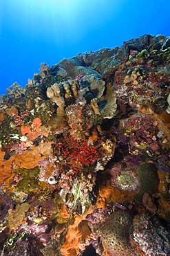 Scorpionfish,  Scorpaenopsis sp., rests on the bow of the Fujikawa Maru encrusted with sponges corals and ascidians, Truk lagoon, Chuuk, Federated States of Micronesia, Caroline Islands, Micronesia, Pacific Ocean, Pacific