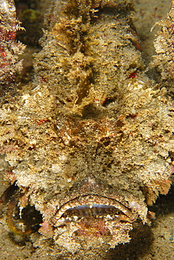 Spiny devilfish (Inimicus didactylus) disguised in sand, Puerto Galera, Mindoro, Philippines, Southeast Asia, Asia