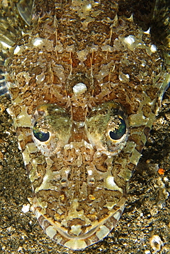 Fringelip flathead (Thysanophrys otaitensis), head detail,  Dumaguete, Negros Island, Philippines, Southeast Asia, Asia