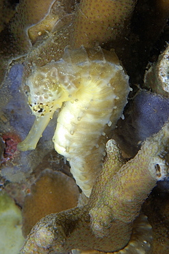 Tigertail seahorse (Hippocampus comes), Malapascua, Northern Cebu, Philippines, Visayan Sea, Southeast Asia, Asia