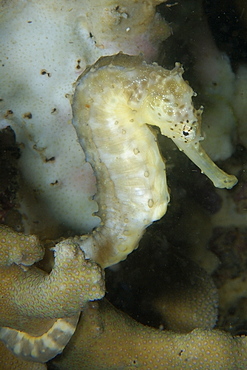 Tigertail seahorse (Hippocampus comes), Malapascua, Northern Cebu, Philippines, Visayan Sea, Southeast Asia, Asia