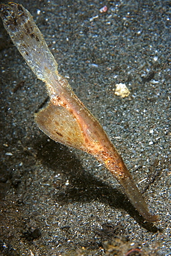 Robust ghost pipefish (Solenostomus cyanopterus), Dumaguete, Negros Island, Philippines, Southeast Asia, Asia