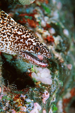 Stout moray (Gymnothorax eurostus), Kailua-Kona, Hawaii, United States of America, Pacific