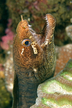 Barred-fin moray (Gymnothorax zonipectis) foraging at night, Dumaguete, Negros, Philippines, Southeast Asia, Asia