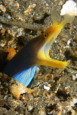 Ribbon eel (Rhinomuraena quaesita), Dumaguete, Negros Island, Philippines, Southeast Asia, Asia