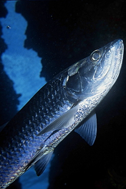 Tarpon (Megalops atlanticus) next to cave entrance, Eden Rock, Grand Cayman, Caribbean, Central America