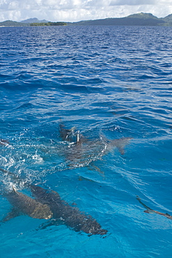 Gray reef sharks (Carcharhinus amblyrhynchos) swim near surface attracted by food, Chuuk, Federated States of Micronesia, Caroline Islands, Micronesia, Pacific Ocean, Pacific