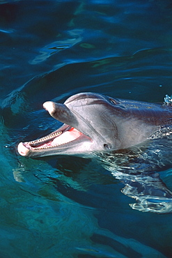 Bottlenose dolphin (Tursiops truncatus), Oahu, Hawaii, United States of America, Pacific