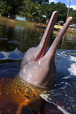 Pink river dolphin (boto) (Inia geoffrensis), Negro River, Amazonas, Brazil, South America