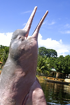 Pink river dolphin (boto) (Inia geoffrensis), Negro River, Amazonas, Brazil, South America