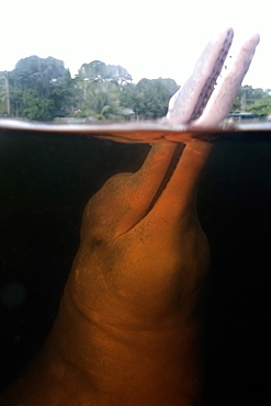 Pink river dolphin (boto) (Inia geoffrensis). Negro River, Amazonas, Brazil, South America