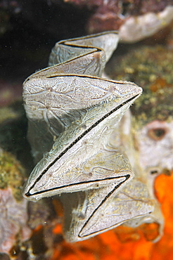 Leaf oyster (Lopha folium) covered with white sponge, Pohnpei, Federated States of Micronesia, Caroline Islands, Micronesia, Pacific Ocean, Pacific