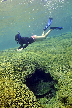 Snorkeller and Green Sea Turtle (Chelonia mydas) in a coral burrow, Kaneohe Bay, Oahu, Hawaii, United States of America, North America