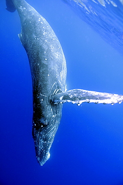 Young humpback whale (Megaptera novaeangliae) underwater, Pacific Ocean, Pacific