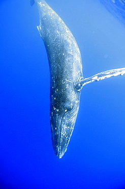 Young humpback whale (Megaptera novaeangliae) underwater, Pacific Ocean, Pacific