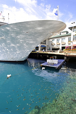 Reef fish gather at the Honolulu Harbour, Oahu, Hawaii, United States of America, Pacific