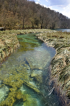 Clear spring water flows through grass beds, Plitvice Jezera National Park, UNESCO World Heritage Site, Croatia, Europe